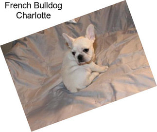 French Bulldog Charlotte