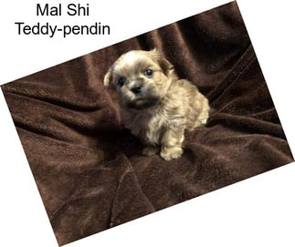 Mal Shi Teddy-pendin