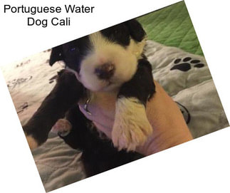 Portuguese Water Dog Cali