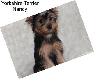 Yorkshire Terrier Nancy