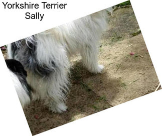 Yorkshire Terrier Sally