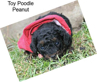 Toy Poodle Peanut