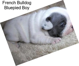 French Bulldog Bluepied Boy
