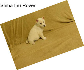 Shiba Inu Rover