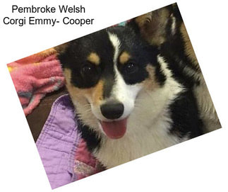 Pembroke Welsh Corgi Emmy- Cooper