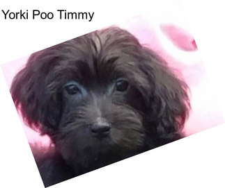 Yorki Poo Timmy