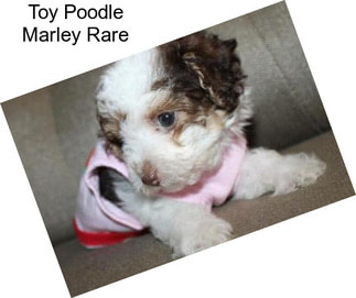 Toy Poodle Marley Rare