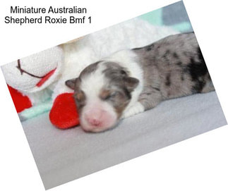 Miniature Australian Shepherd Roxie Bmf 1