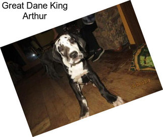 Great Dane King Arthur