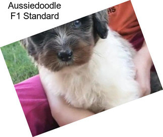 Aussiedoodle F1 Standard