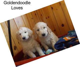 Goldendoodle Loves