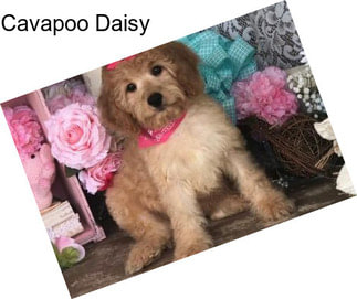 Cavapoo Daisy