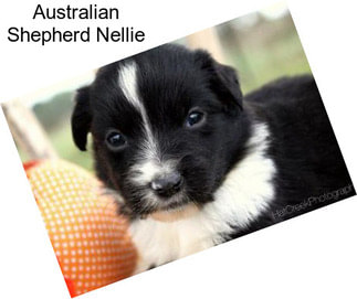 Australian Shepherd Nellie