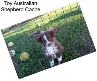 Toy Australian Shepherd Cache