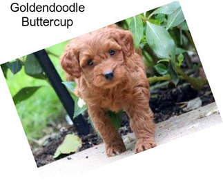 Goldendoodle Buttercup