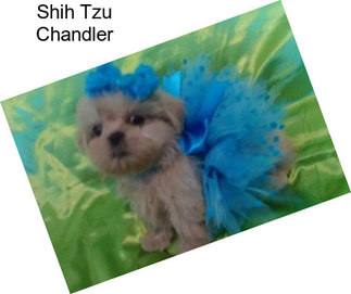 Shih Tzu Chandler