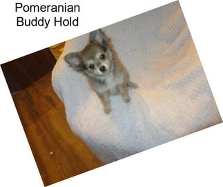 Pomeranian Buddy Hold