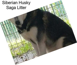 Siberian Husky Saga Litter