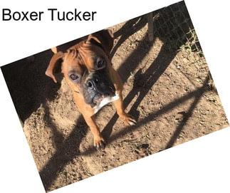 Boxer Tucker