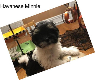 Havanese Minnie