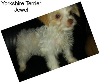 Yorkshire Terrier Jewel