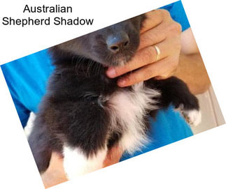 Australian Shepherd Shadow