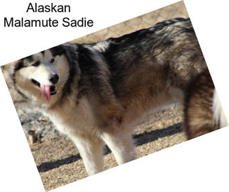 Alaskan Malamute Sadie