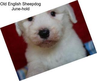 Old English Sheepdog June-hold