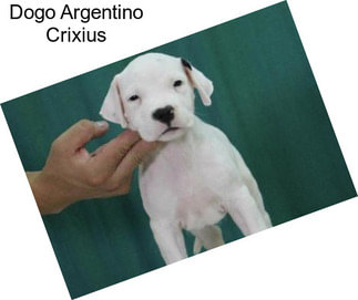 Dogo Argentino Crixius