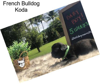 French Bulldog Koda