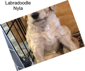 Labradoodle Nyla