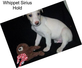 Whippet Sirius Hold