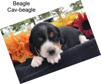 Beagle Cav-beagle
