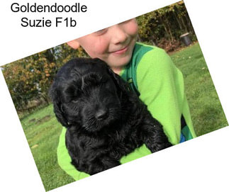 Goldendoodle Suzie F1b