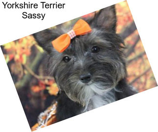 Yorkshire Terrier Sassy