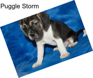 Puggle Storm