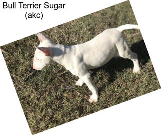 Bull Terrier Sugar (akc)