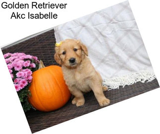 Golden Retriever Akc Isabelle