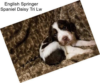 English Springer Spaniel Daisy Tri Lw