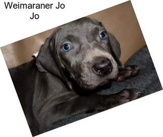 Weimaraner Jo Jo