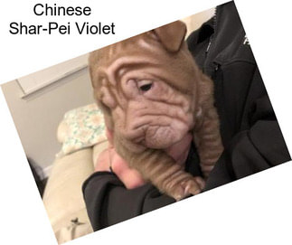 Chinese Shar-Pei Violet