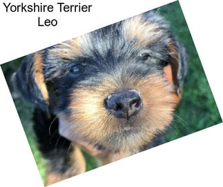 Yorkshire Terrier Leo