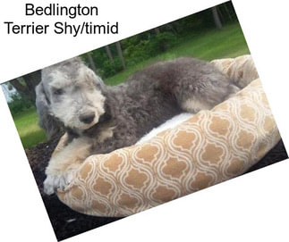 Bedlington Terrier Shy/timid