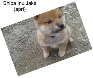 Shiba Inu Jake (apri)
