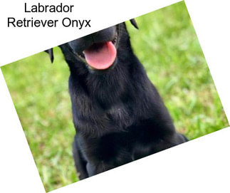 Labrador Retriever Onyx