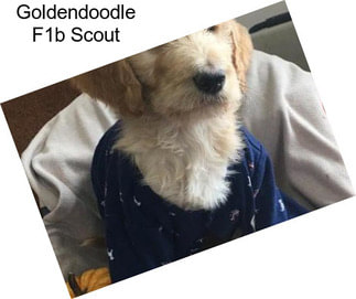 Goldendoodle F1b Scout