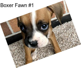 Boxer Fawn #1