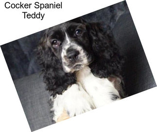 Cocker Spaniel Teddy