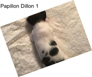 Papillon Dillon 1