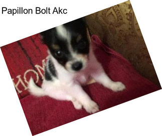 Papillon Bolt Akc